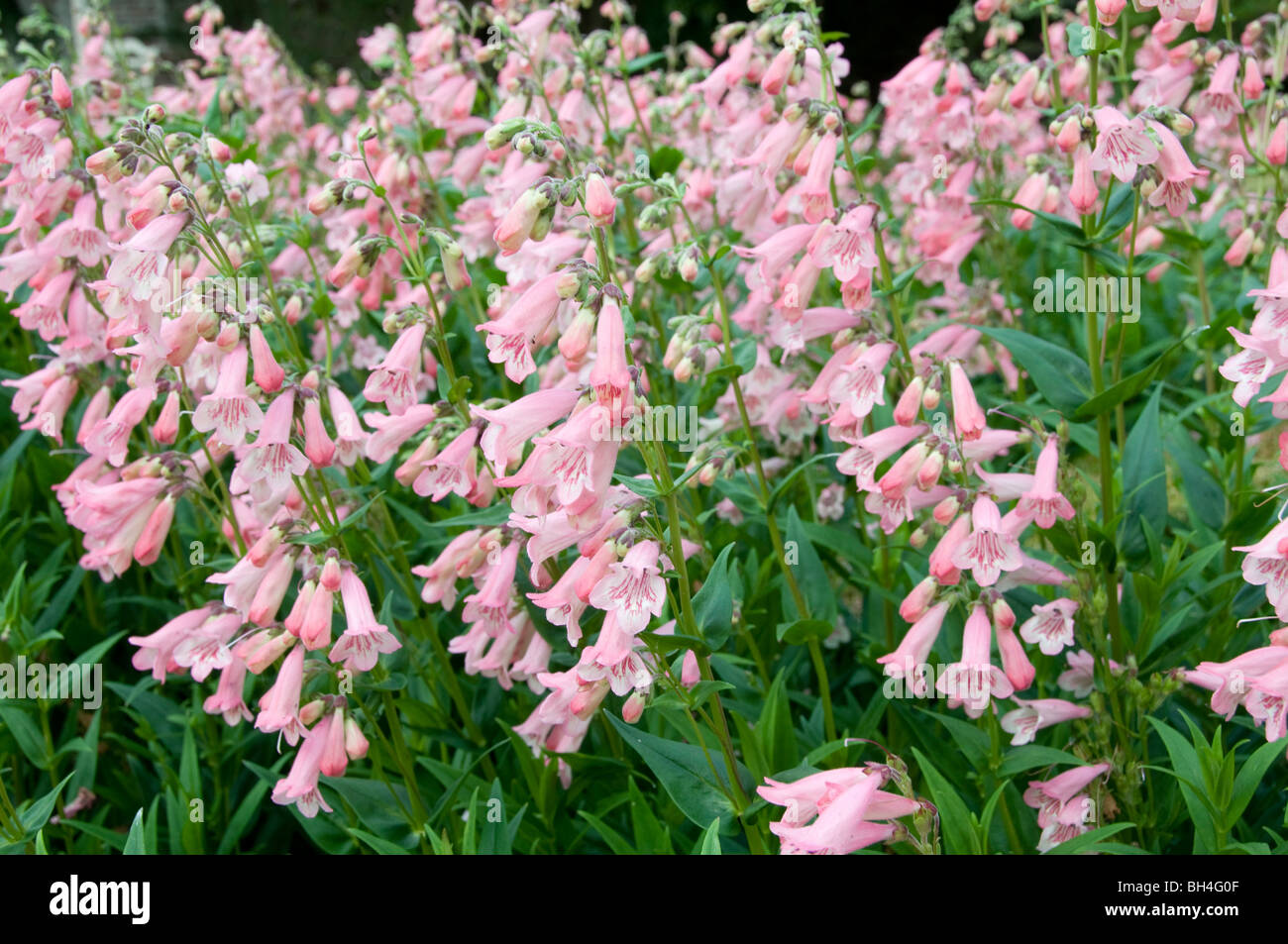 Best HD Pictures about  Penstemon Apple Blossom  with No AI Images