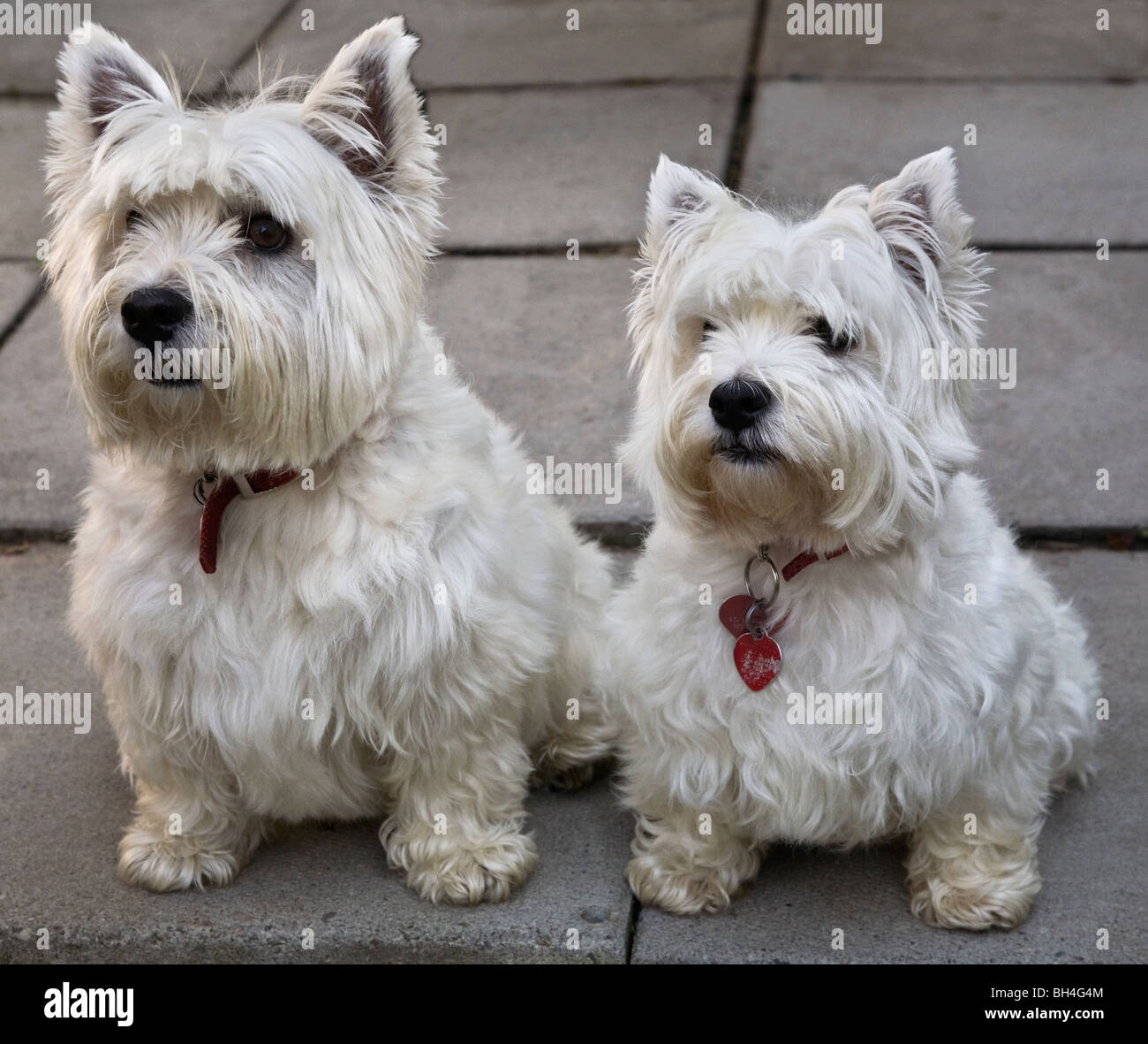 Two West Highland Terriers, Whitby, Ontario Stock Photo Alamy