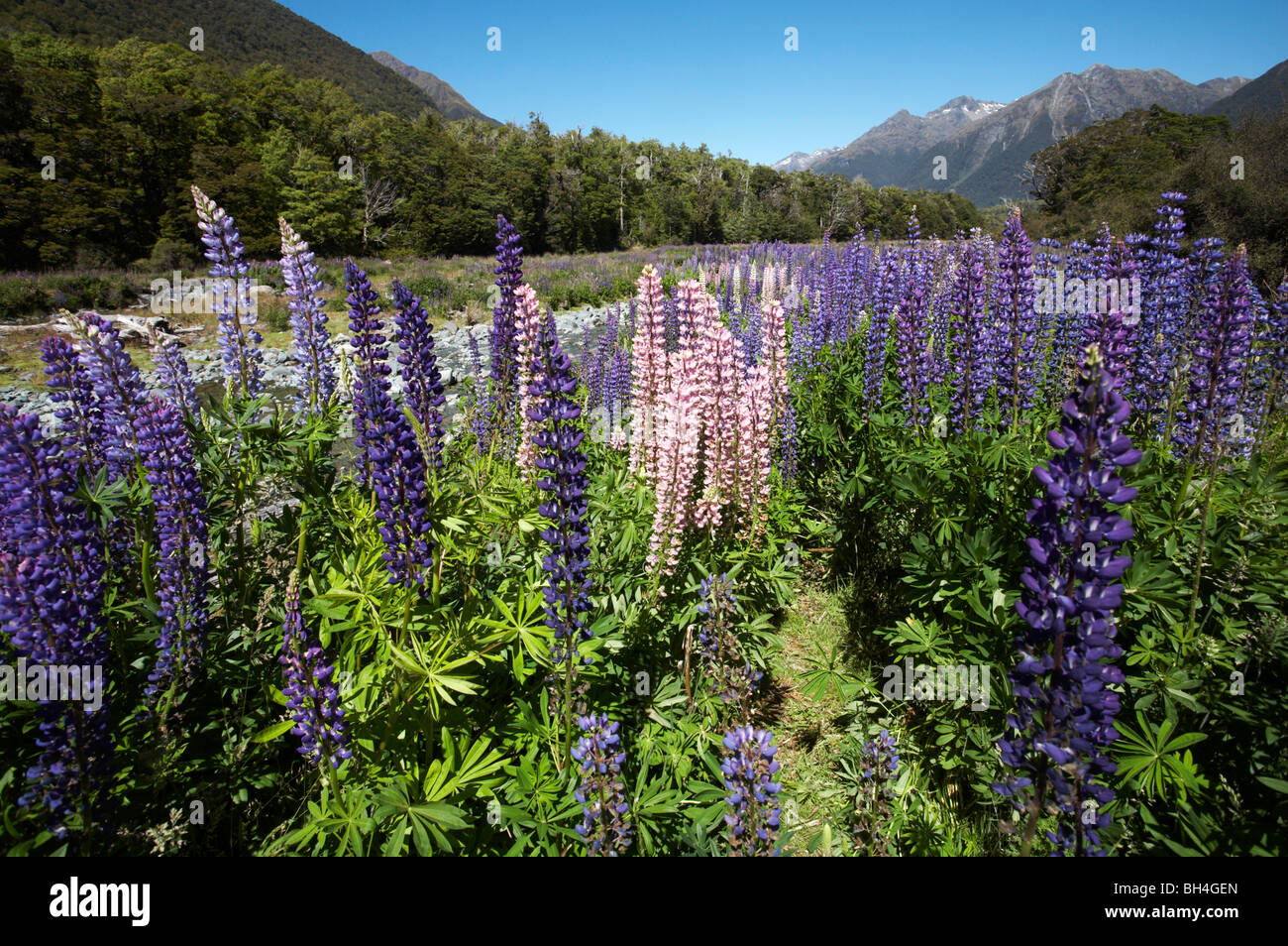 Masses of lupins in summer with snow capped mountains in Cascade Creek. Stock Photo