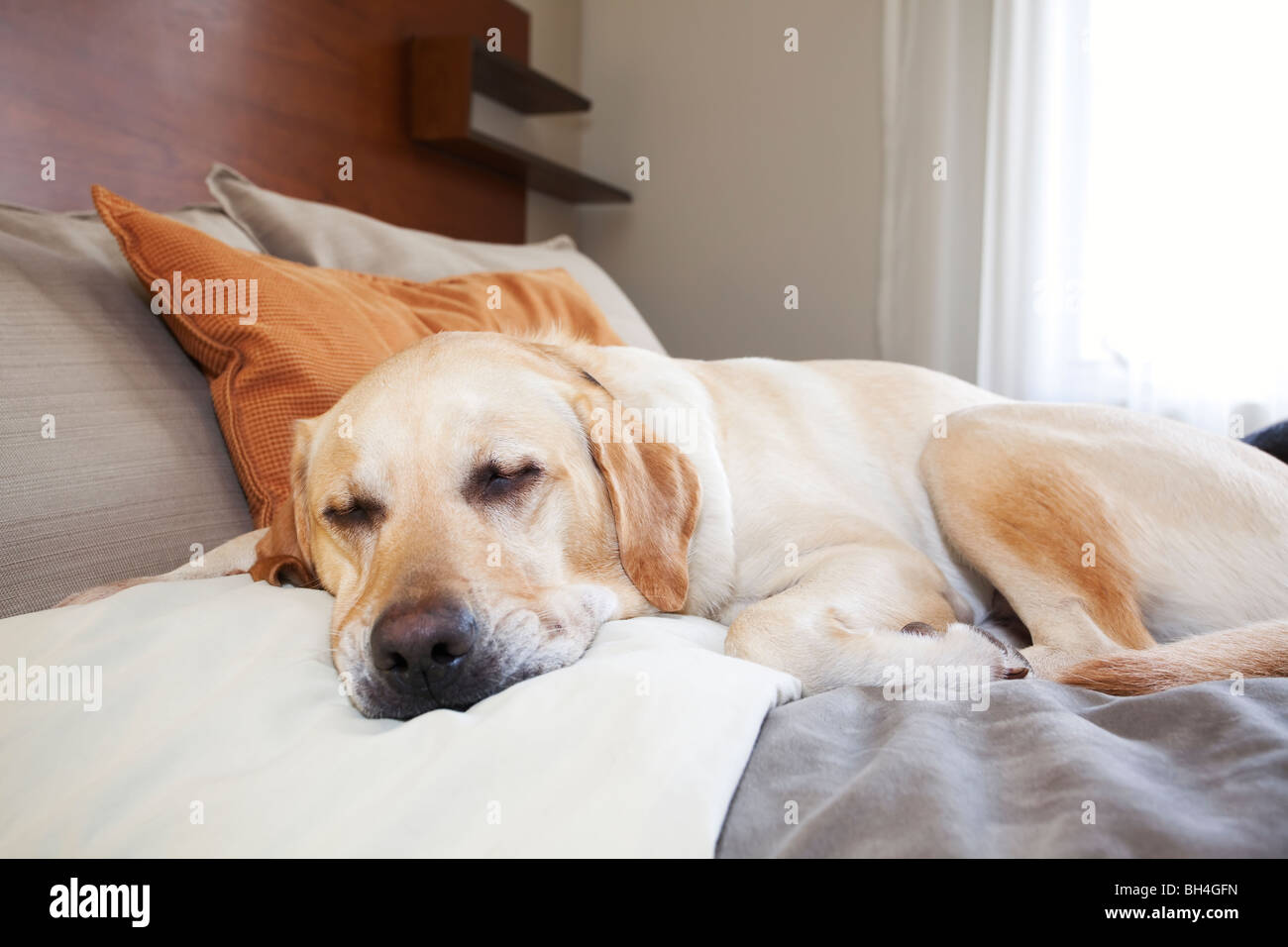 labrador sleeping in bed