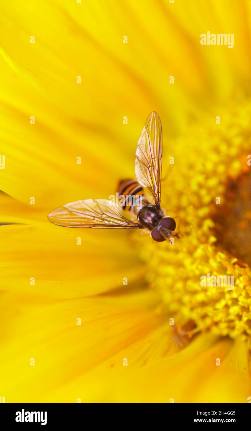 Wasp-like hover fly (syrphus ribesii) on Gazinia in summer. Stock Photo