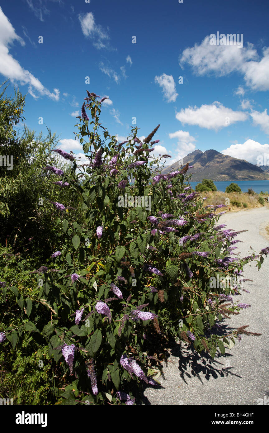 Views of the Remarkables Mountain range from Drift Bay near Queenstown in summer. Stock Photo