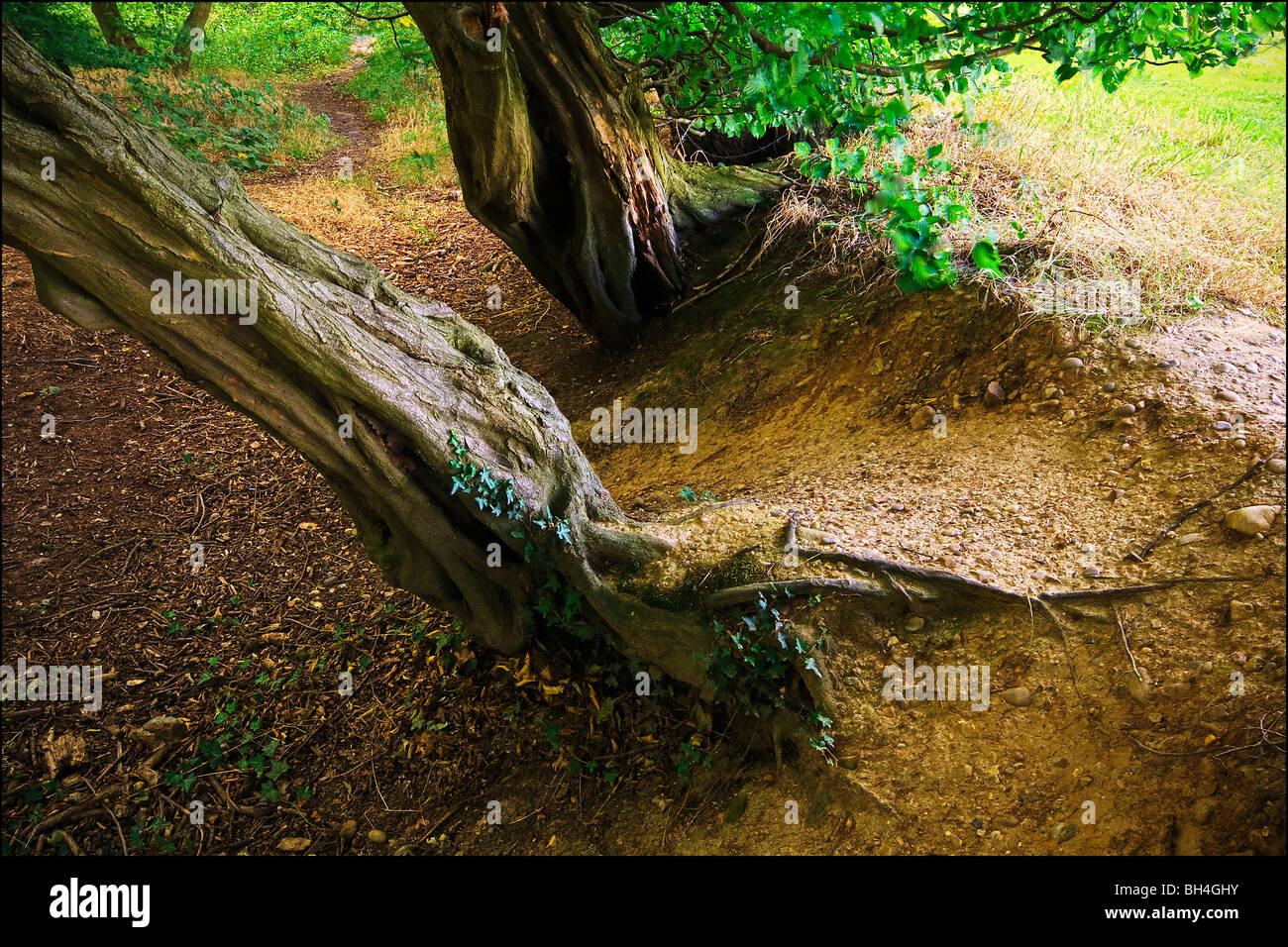 Leaning trees onto a woodland track at Backwarden Nature Reserve near ...