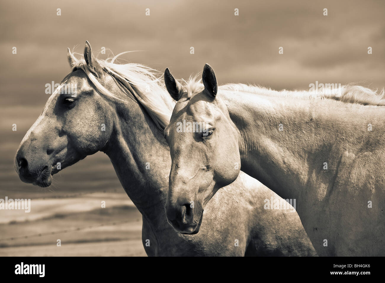 Big quarter hires stock photography and images Alamy