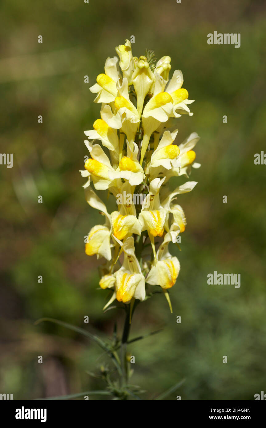 Toadflax (Linaria vulgaris) in summer at Dorset Stock Photo