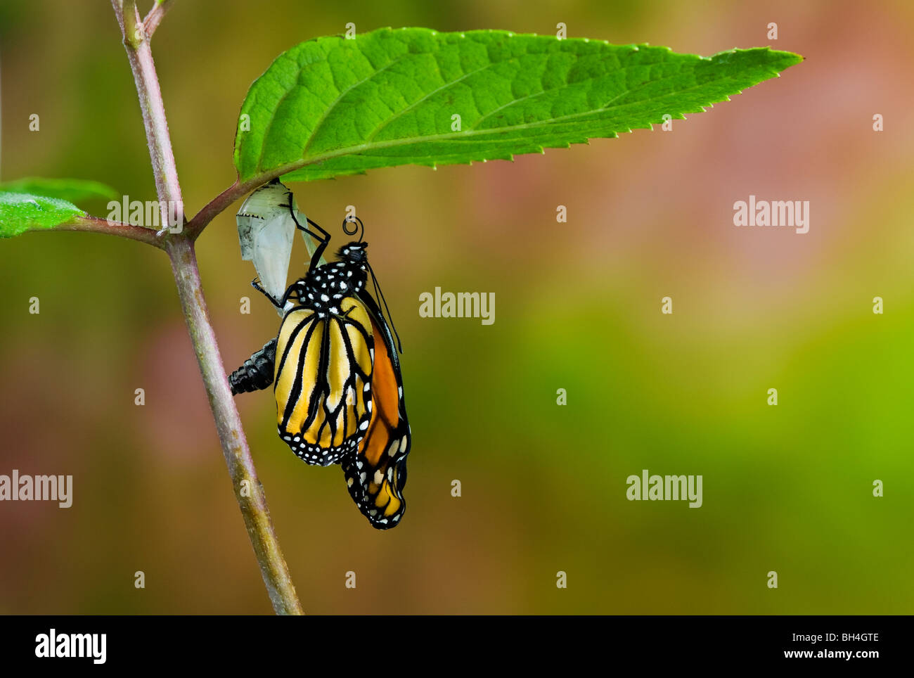 Butterfly emerging from cocoon hires stock photography and images Alamy