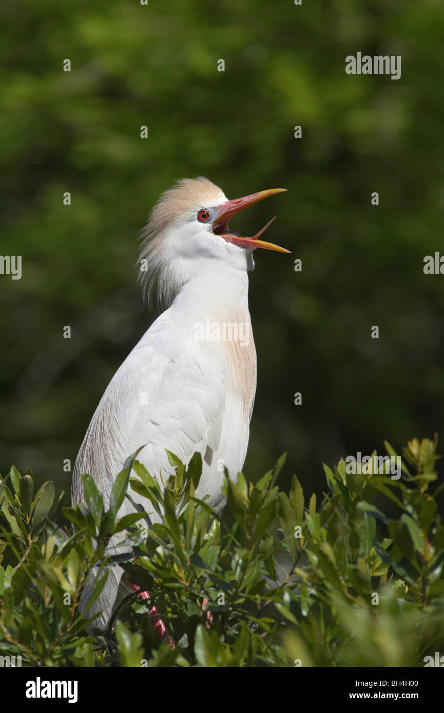 Cattle egret (Bubulcus ibis) calling at St Augustine Alligator Farm. Stock Photo