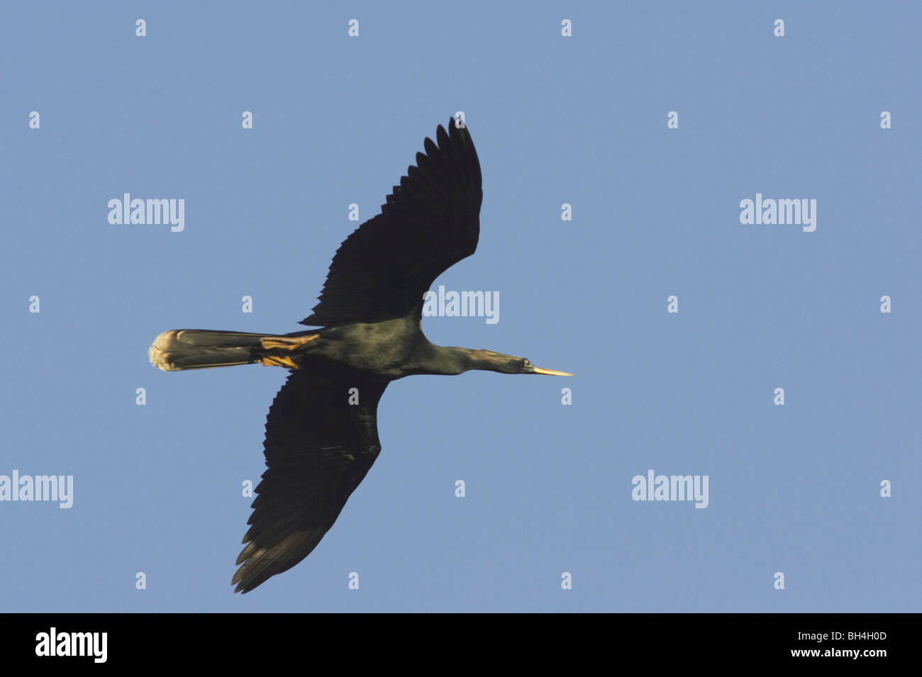 Male anhinga (Anhinga anhinga) in flight over Venice Rookery. Stock Photo