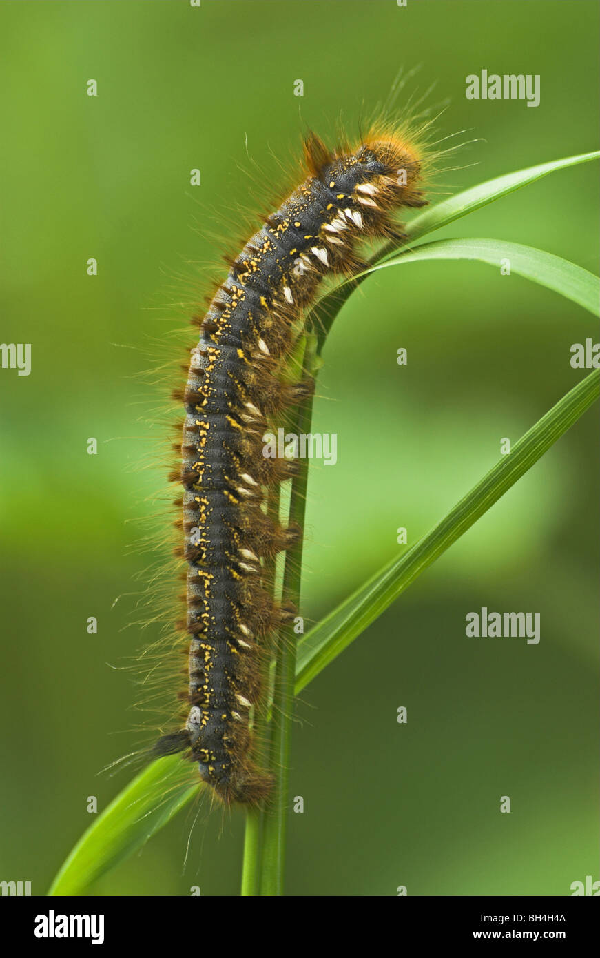Drinker moth caterpillar(euthrix potatoria) on grass. Stock Photo