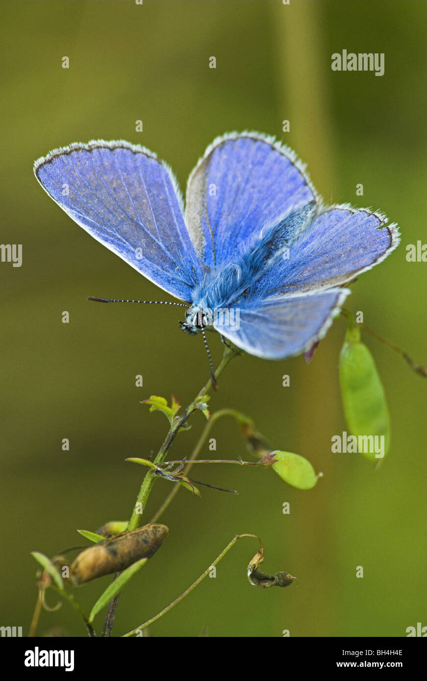Common blue butterfly (polyommatus icarus) at rest. Stock Photo