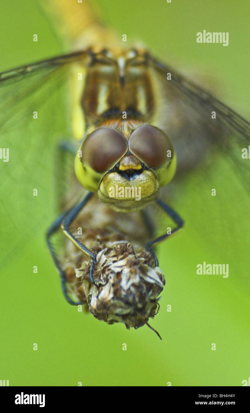 Female common darter dragonfly (sympetum striolatum) head profile. Stock Photo