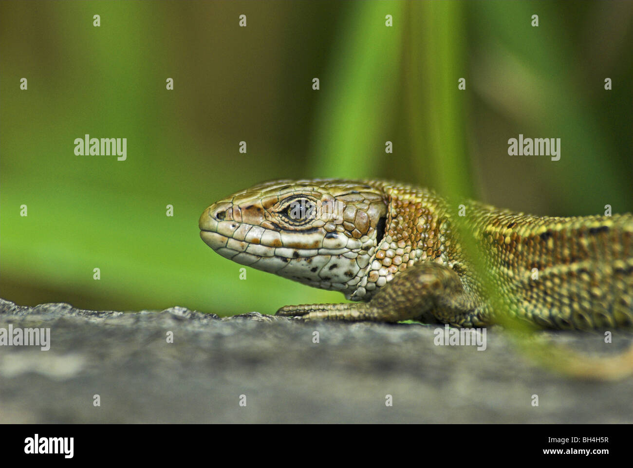 Basking common lizard (lacerta vivipara). Stock Photo