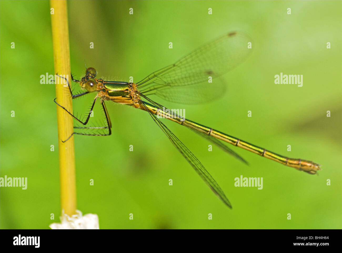 Female emerald damselfly (lestes sponsa Stock Photo - Alamy