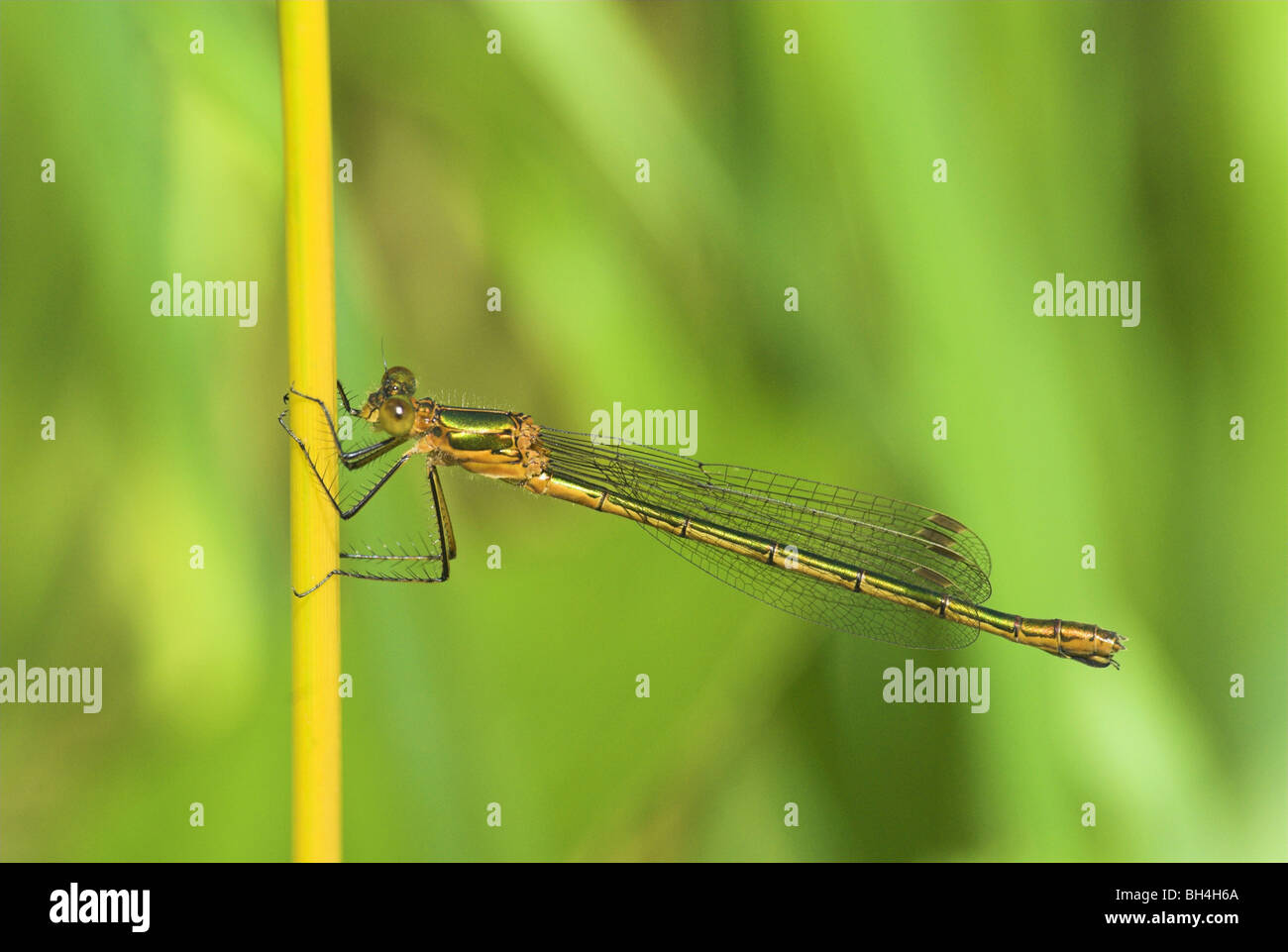 Female emerald damselfly (lestes sponsa Stock Photo - Alamy