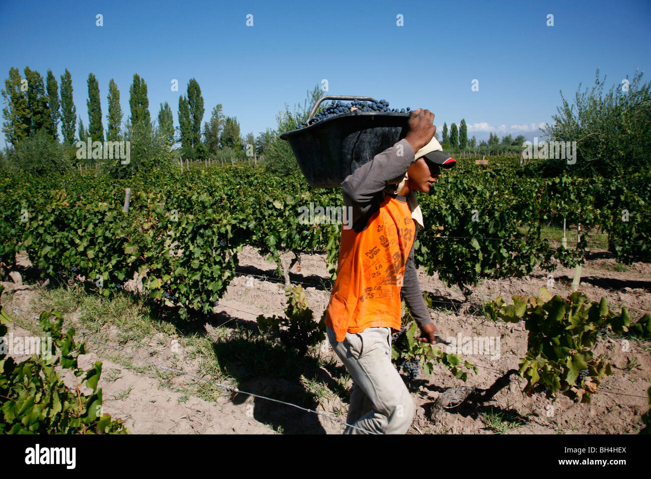 Man working at the vineyard during the harvest time, Mendoza, Argentina. Stock Photo