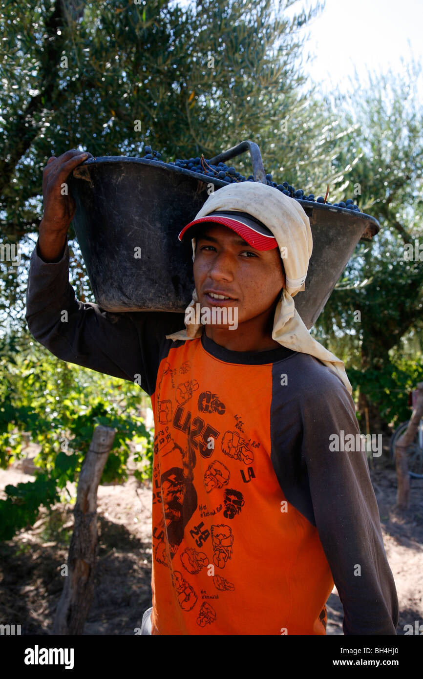 Man working at the vineyard during the harvest time, Mendoza, Argentina. Stock Photo