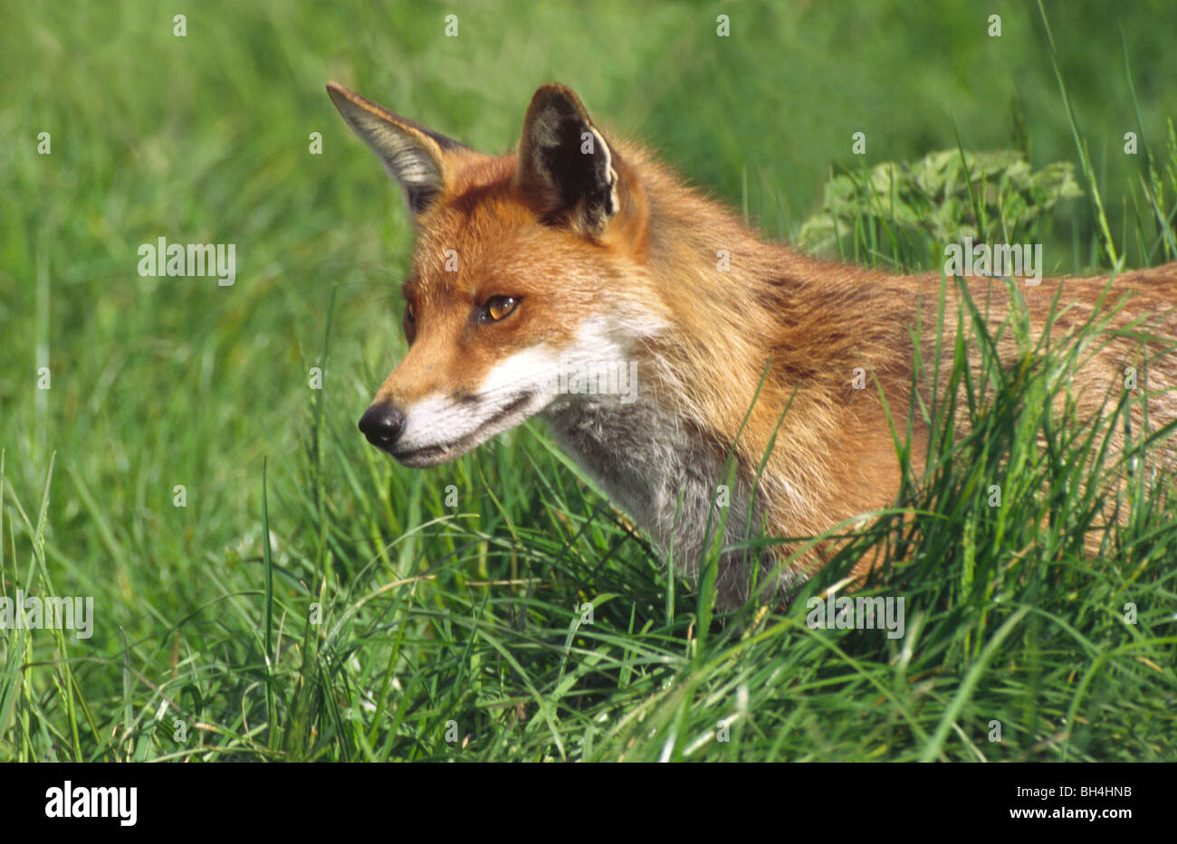 Adult fox (Vulpes vulpes) standing in long grass. Stock Photo