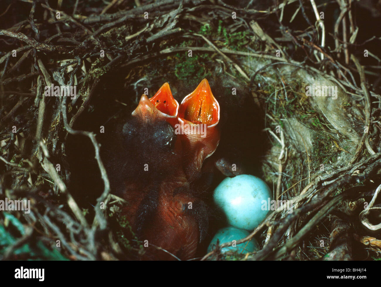 Close up of young dunnock (Prunella modularis) in the nest with open beaks and two unhatched eggs. Stock Photo