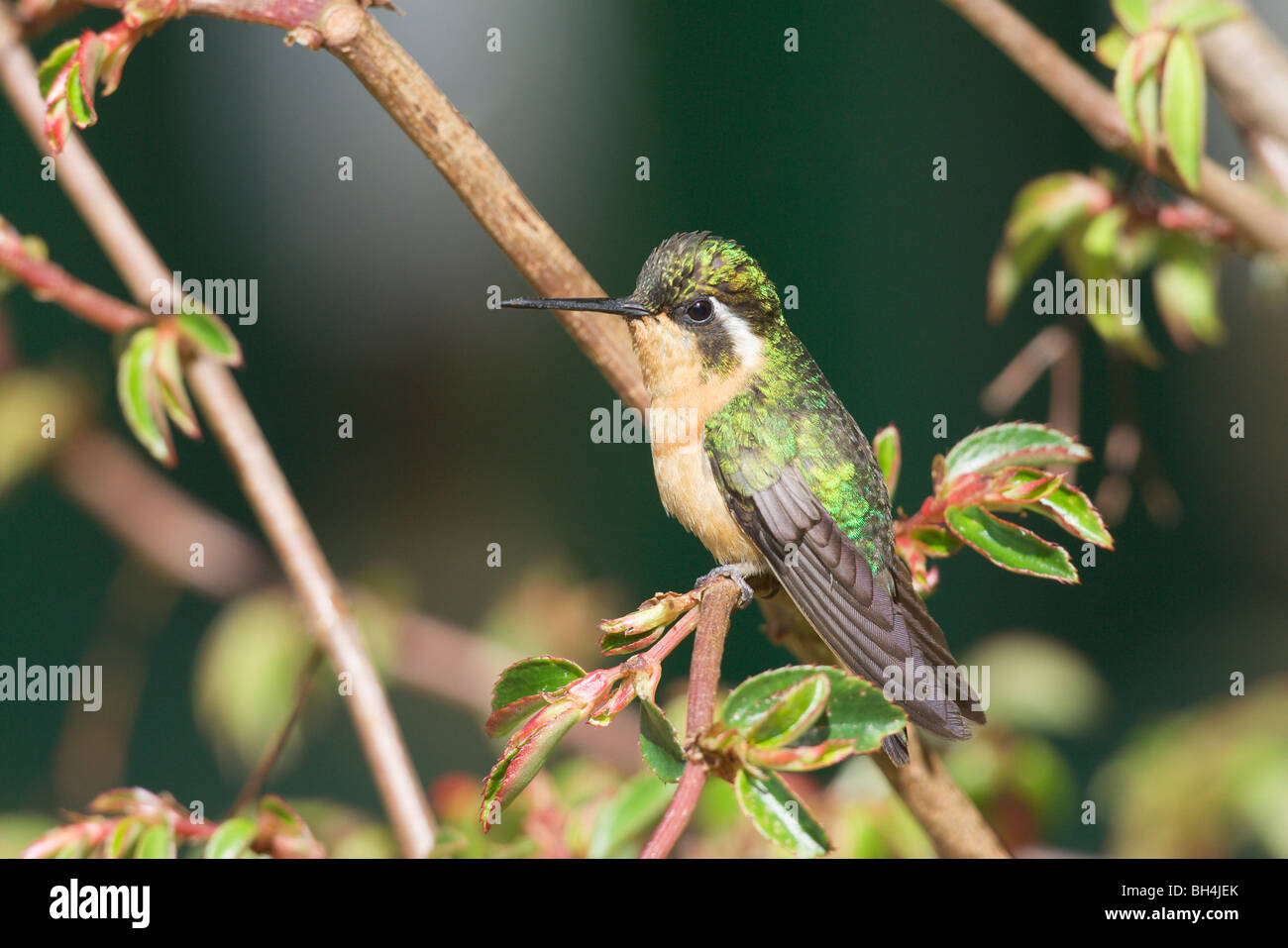 Female purple-throated mountain-gem (Lampornis castaneoventris or calolaema) in tree. Stock Photo