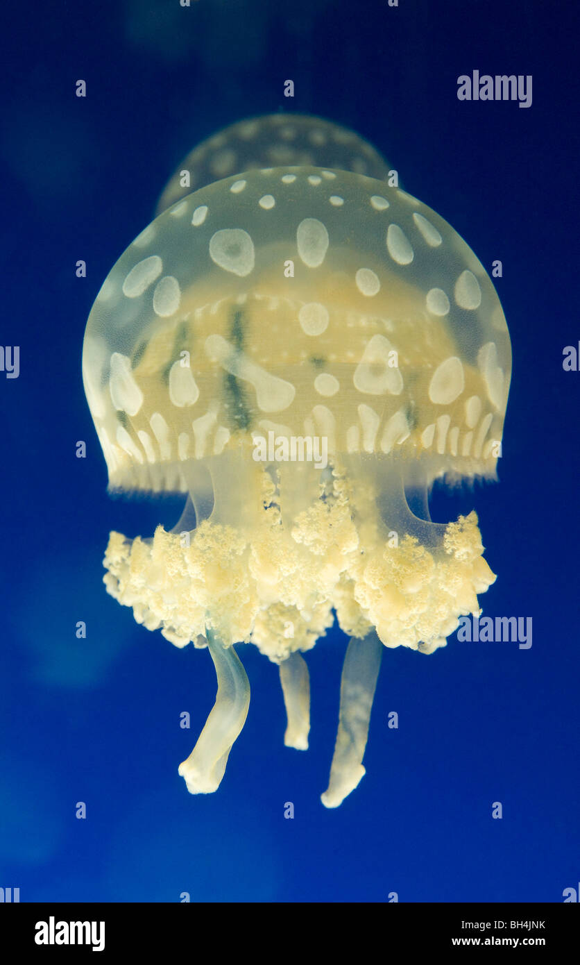 Spotted Lagoon Jellyfish