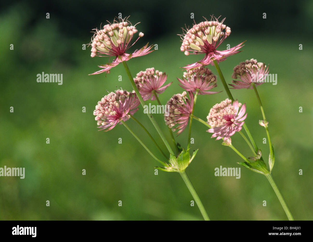 Group of flowers of great masterwort or mountain sanicle (Astrantia major) growing in a meadow on a mountain slope. Stock Photo