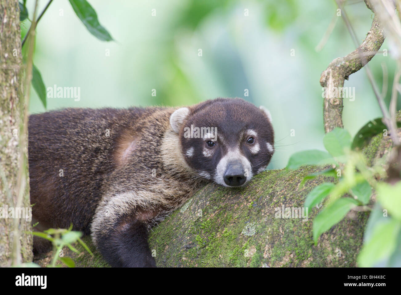 White-nosed coati (Nasua narica) taking a break. Stock Photo
