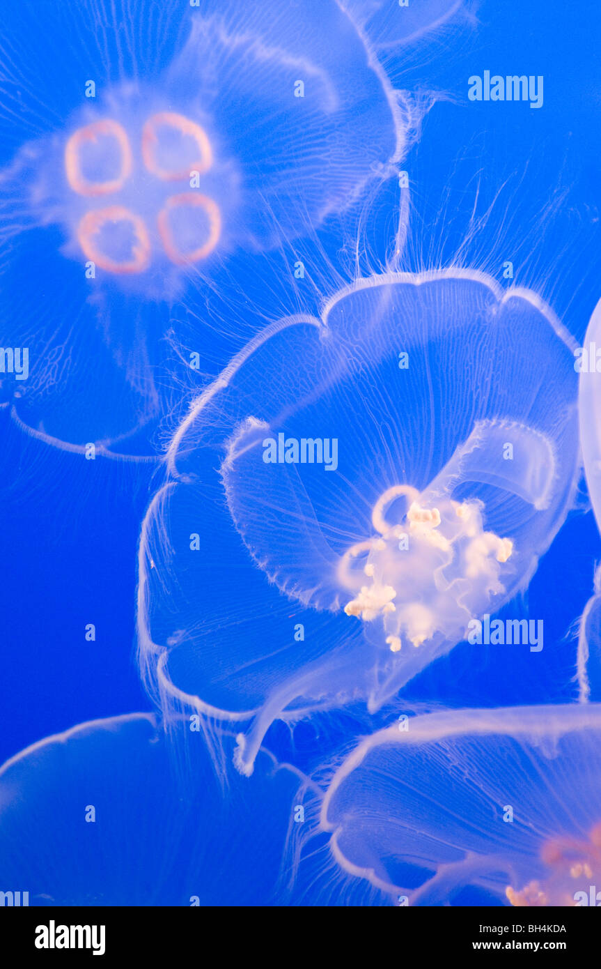 Close-up of moon jellyfish Stock Photo