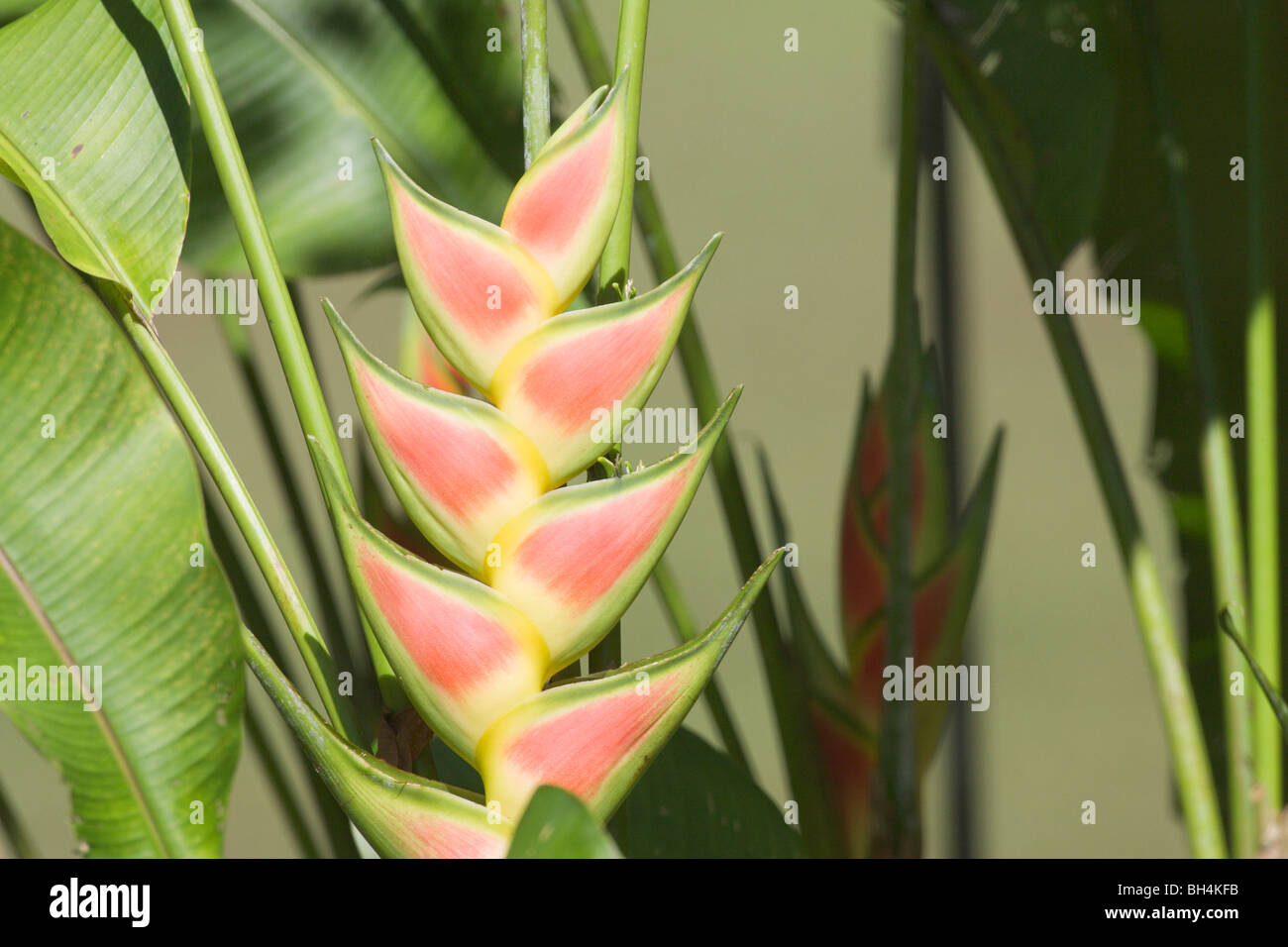 Wild plantain (Heliconia wagneriana). Stock Photo