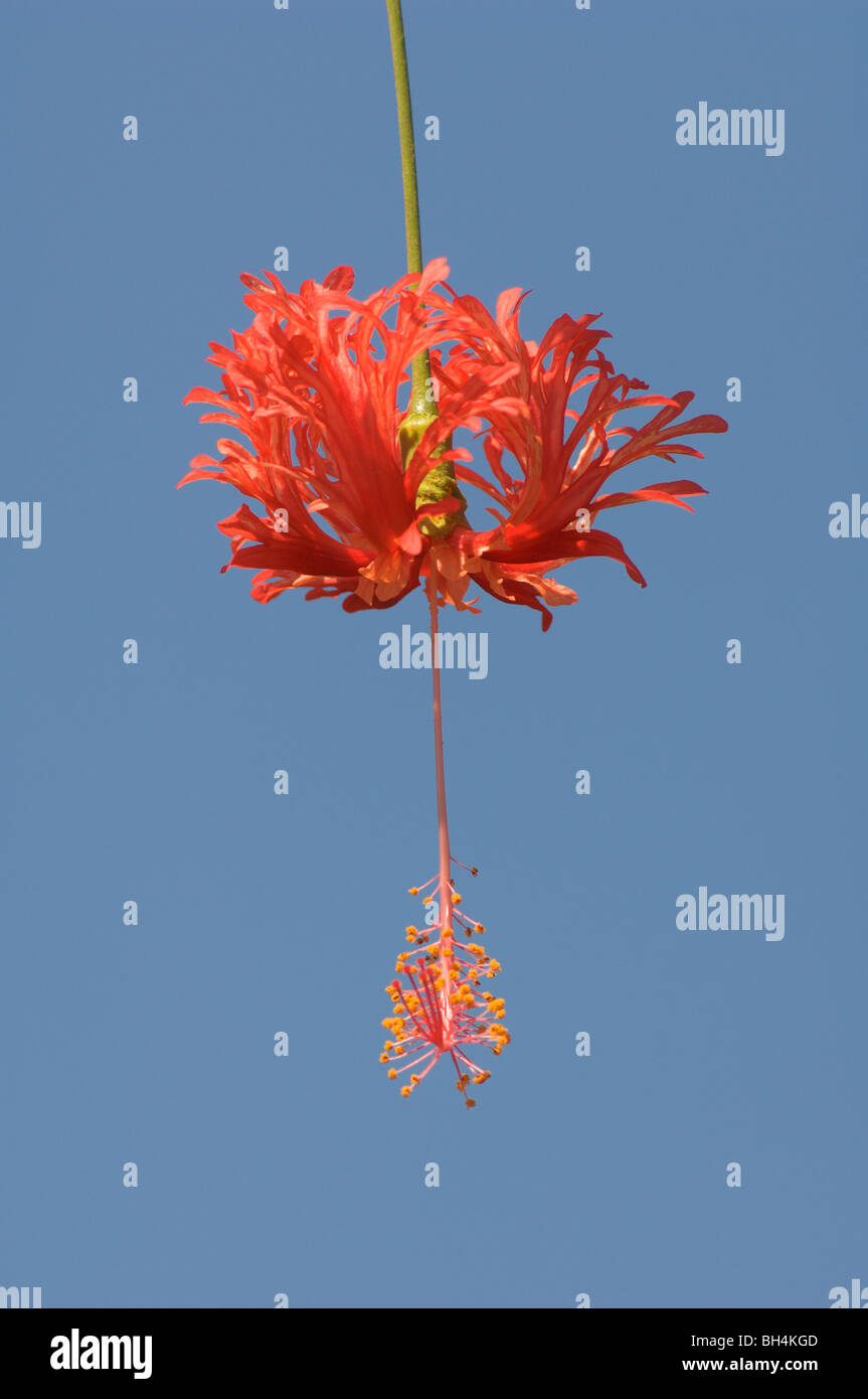Red fringed hibiscus flower (Hibiscus schizopetalus) against blue sky. Stock Photo