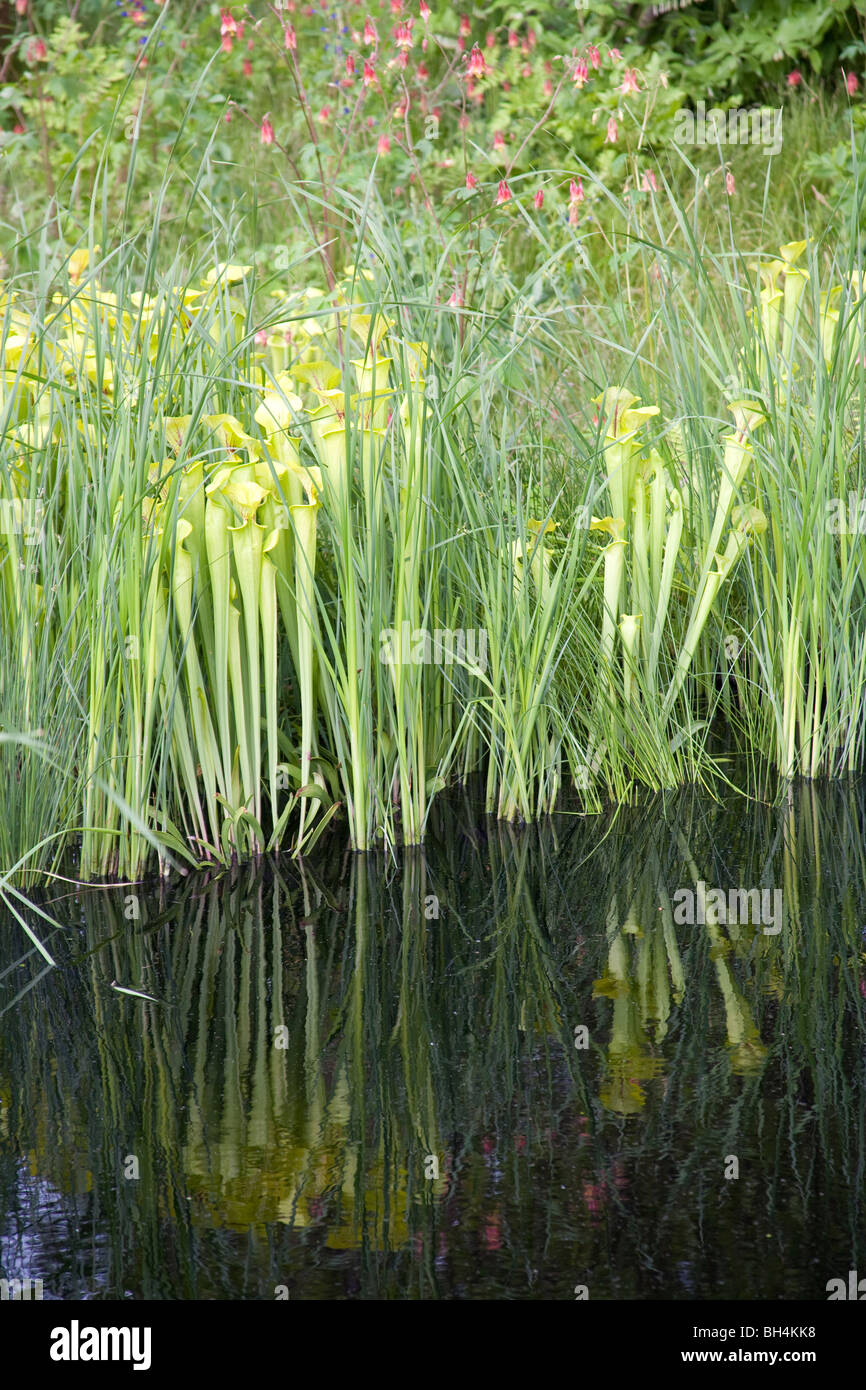Water Plants Hi res Stock Photography And Images Alamy water-plants-hi-res-stock-photography-and-images-alamy