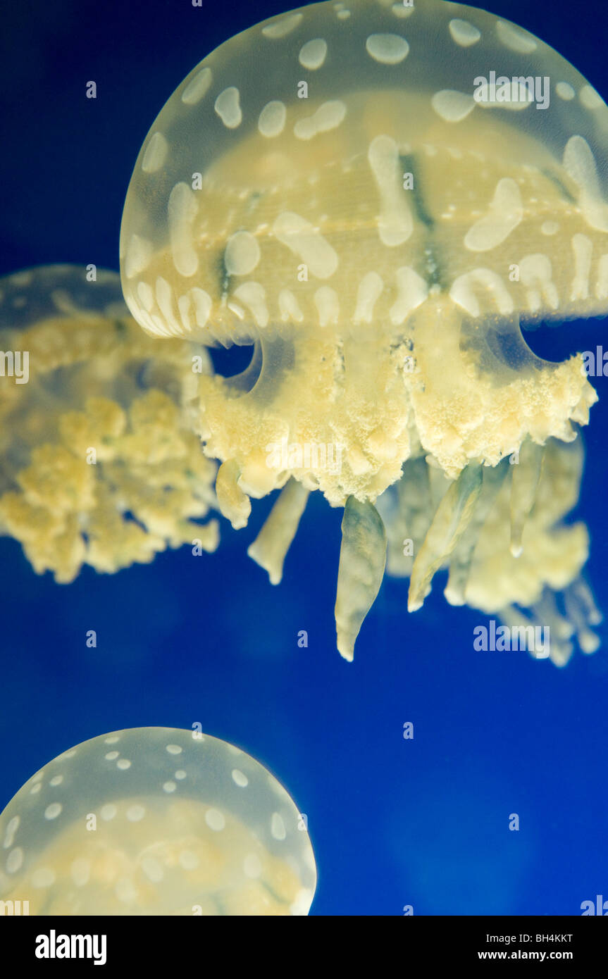 Spotted or lagoon jellyfish in Vancouver aquarium Stock Photo