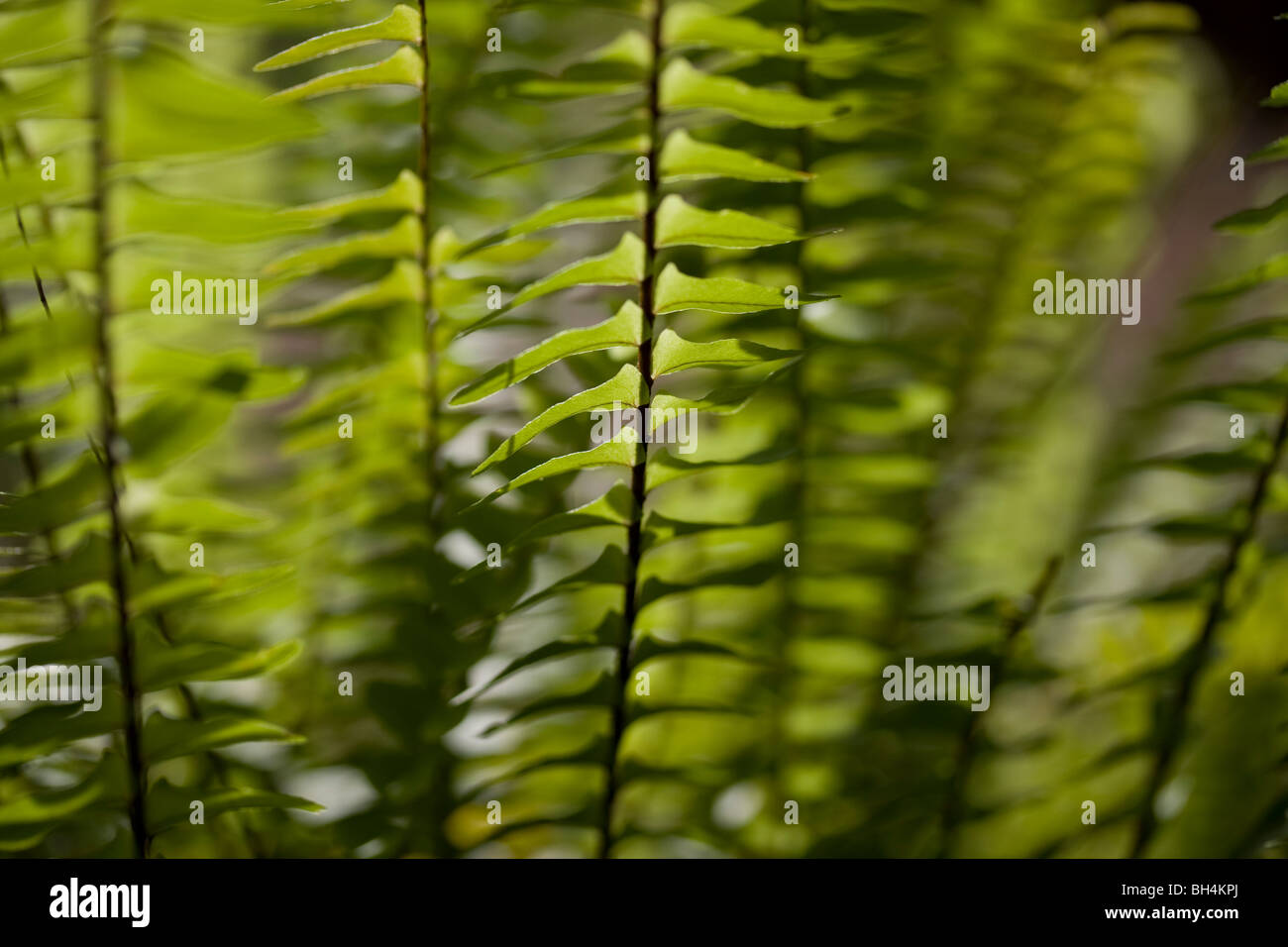 Fern (Nephrolepis cordifolia (L.) C. Presl Stock Photo - Alamy
