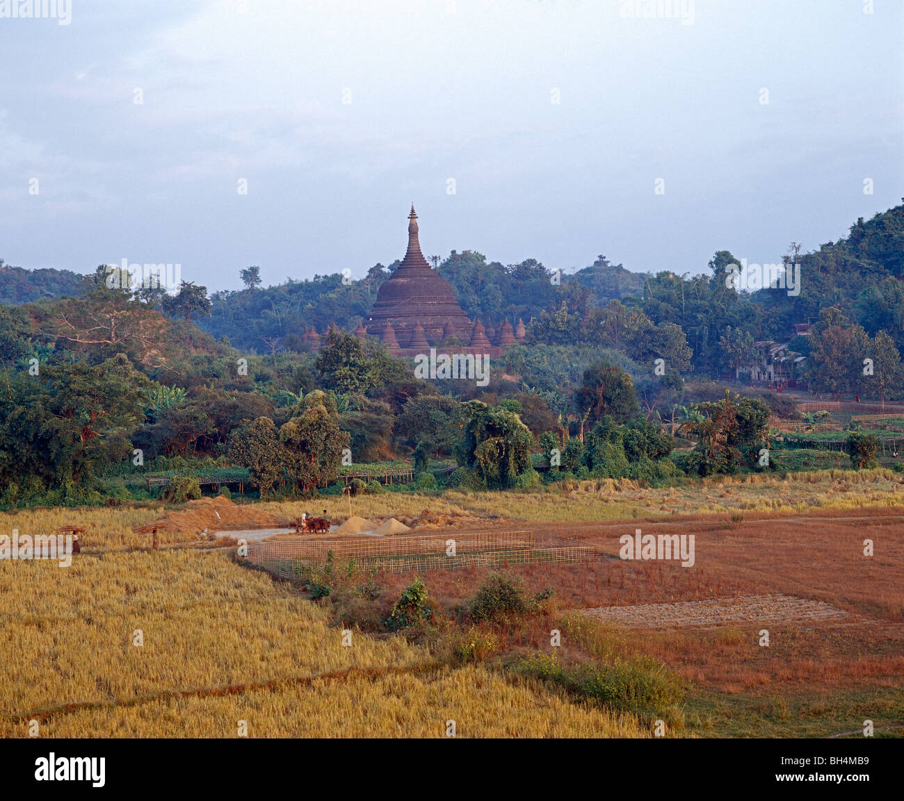 View of the Shitthaung Paya with rice paddys in the sunset light Myanmar Burma Stock Photo