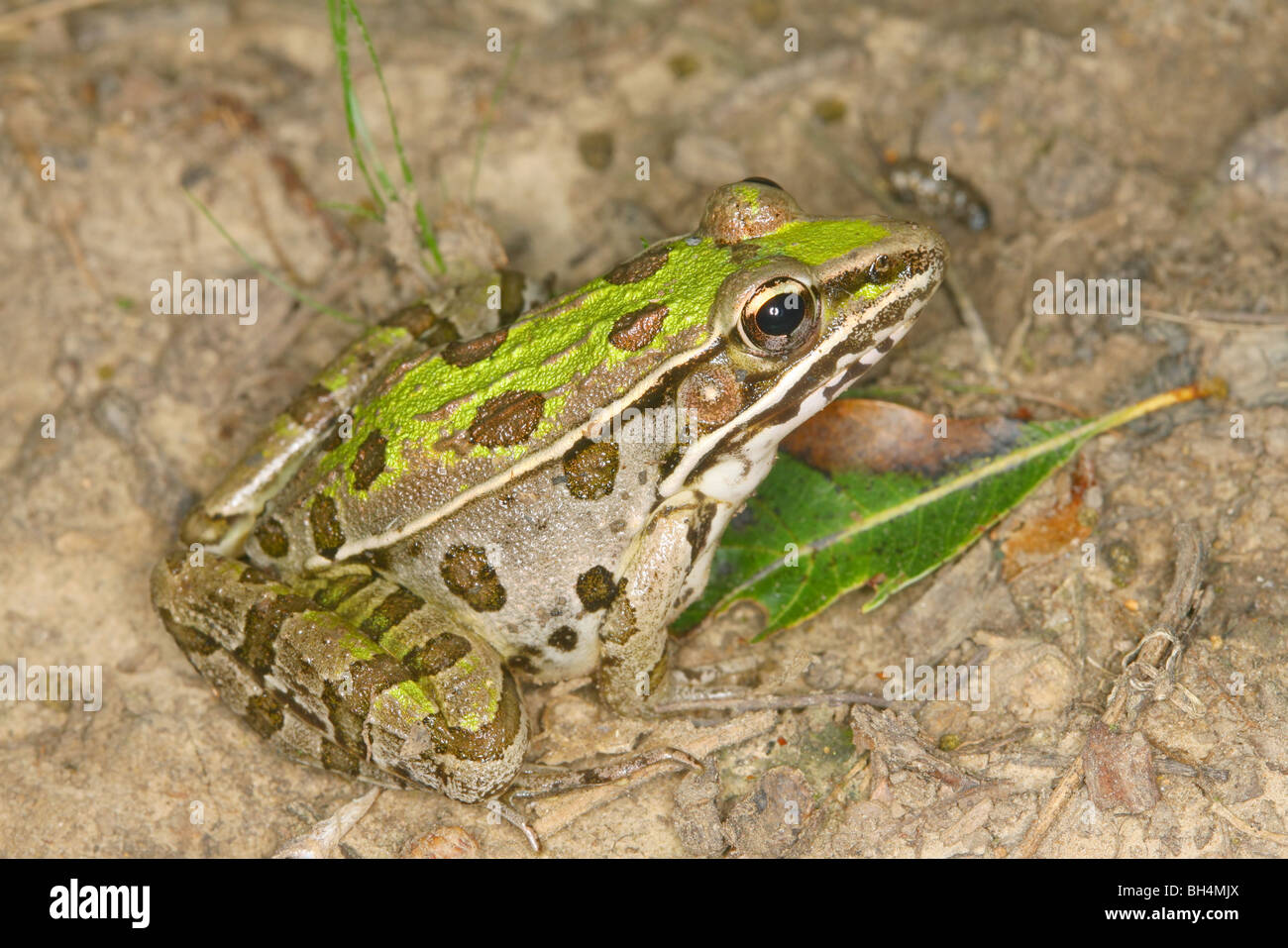 Plains Leopard Frog Stock Photo