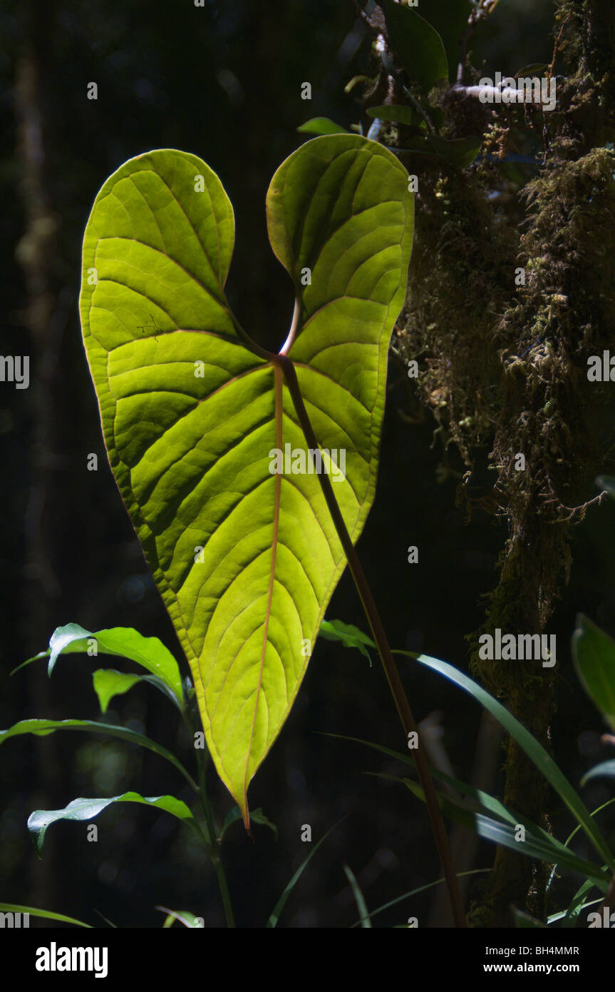 Backlit rainforest leaf. Stock Photo
