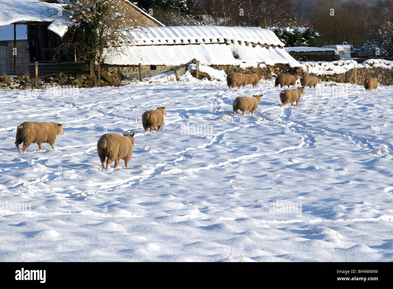 Sheep in a snow covered field in Oxfordshire UK Stock Photo