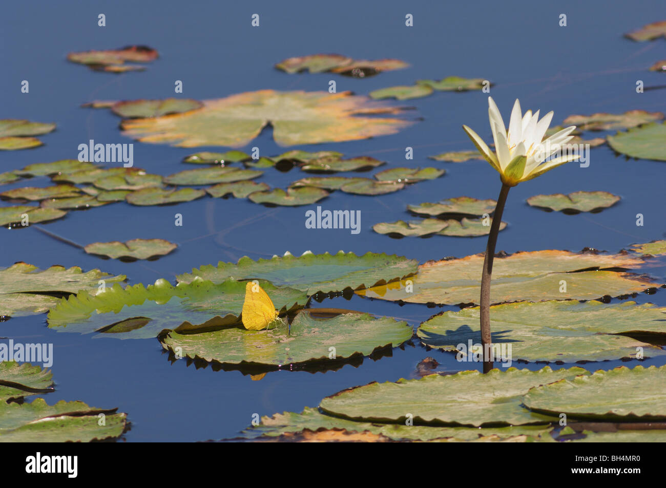Waterlily (Nymphaea sp.) and yellow butterfly. Stock Photo