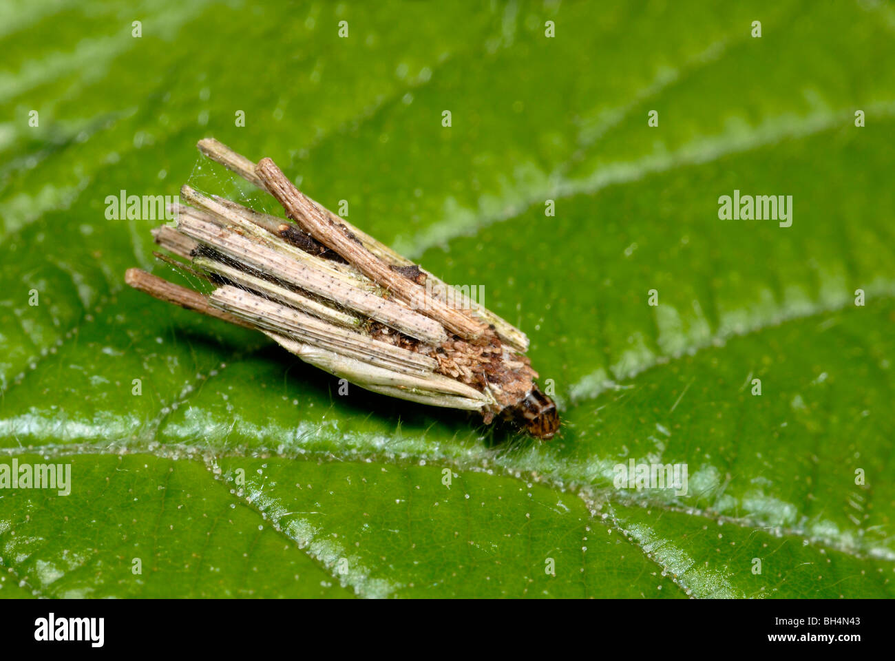 bagworm moth (Psyche casta) attached leaf Stock Photo