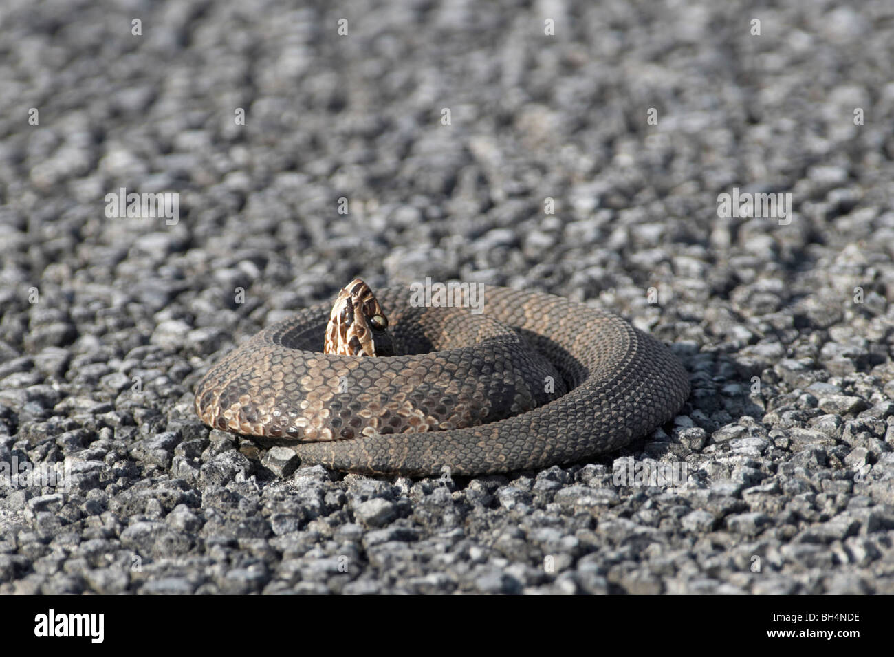 Cottonmouth snake (Agkistrodon piscivorus conanti) warming up on road surface in Everglades, Florida, USA Stock Photo