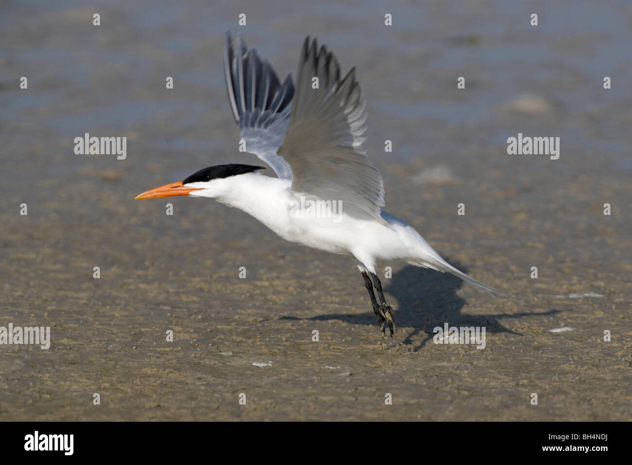 Royal tern (Sterna maxima) taking off from beach at Fort de Soto. Stock Photo