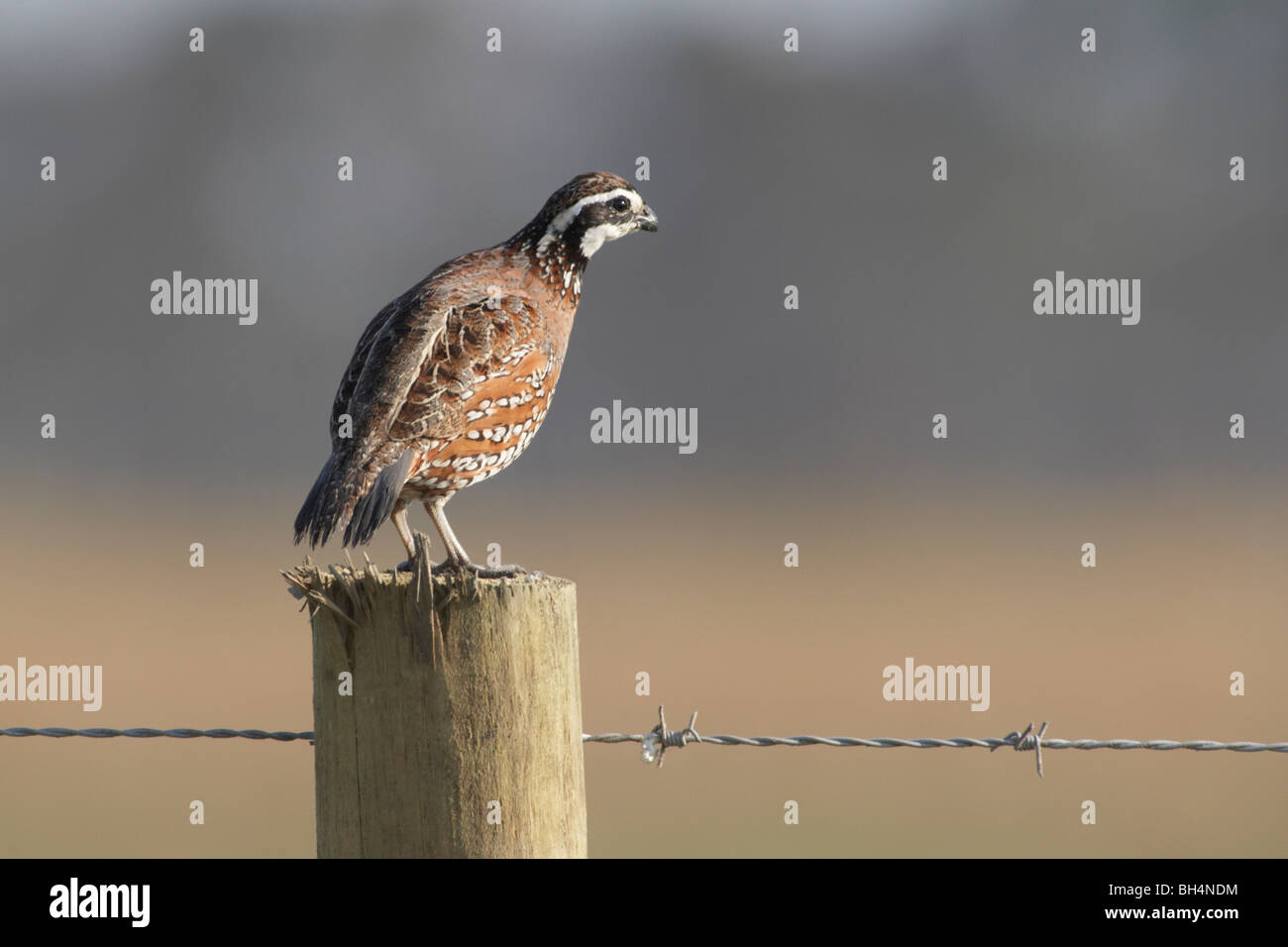 Northern bobwhite (Colinus virginianus) on fence post along a dirt track road in mid Florida. Stock Photo