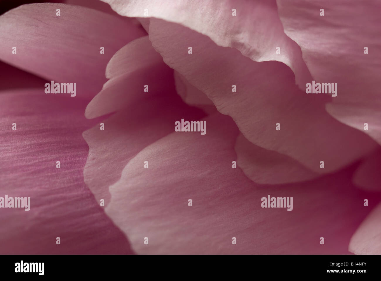 a close up of some flower petals Stock Photo Alamy