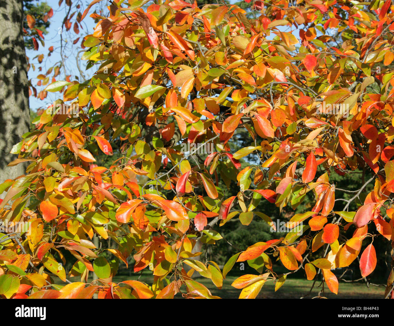Black Tupelo Tree, Nyssa sylvatica, Cornaceae (Nyssaceae), North East USA, North America. Stock Photo