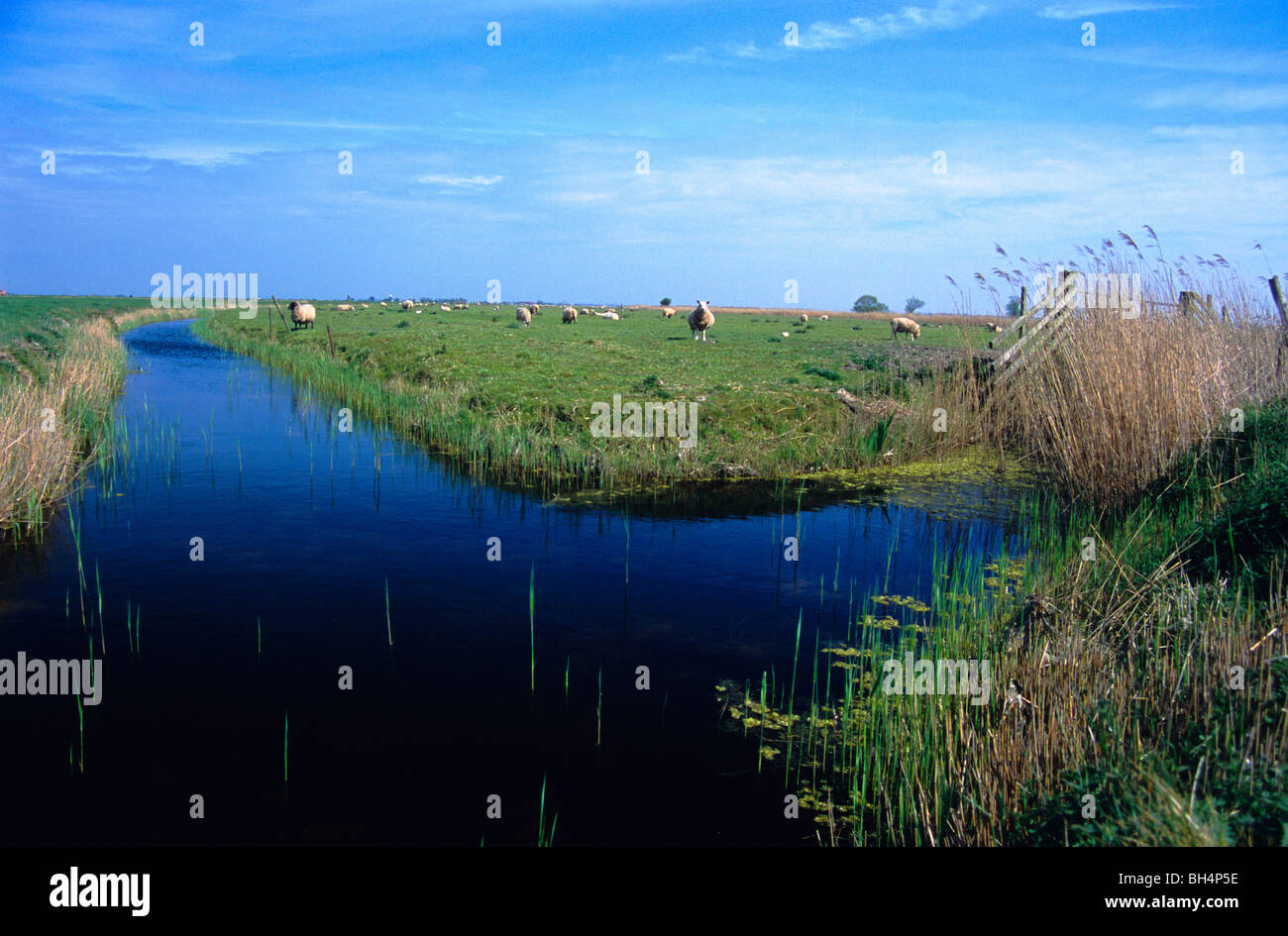 Sheep grazing, Halvergate Marshes, Norfolk, England Stock Photo
