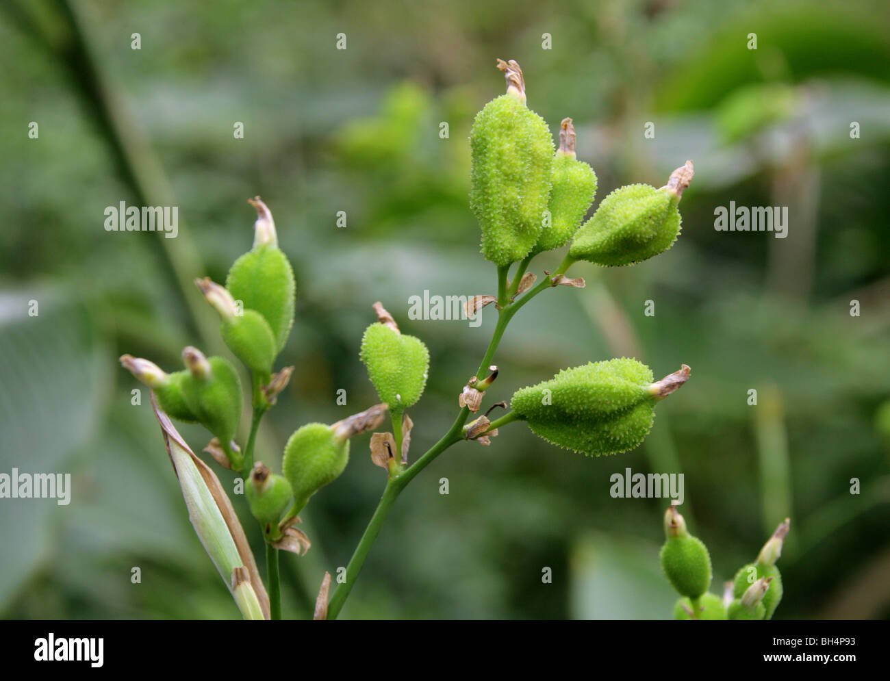 Seed Pods of the Edible Canna Lily, English Shot, Queensland Arrowroot or Achira, Canna indica, Cannaceae.  Tropical America. Stock Photo