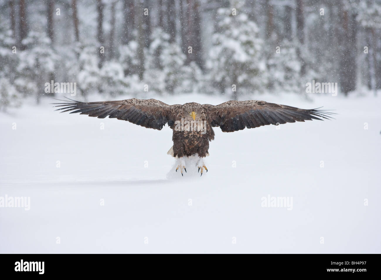 White tailed sea eagle flying Stock Photo