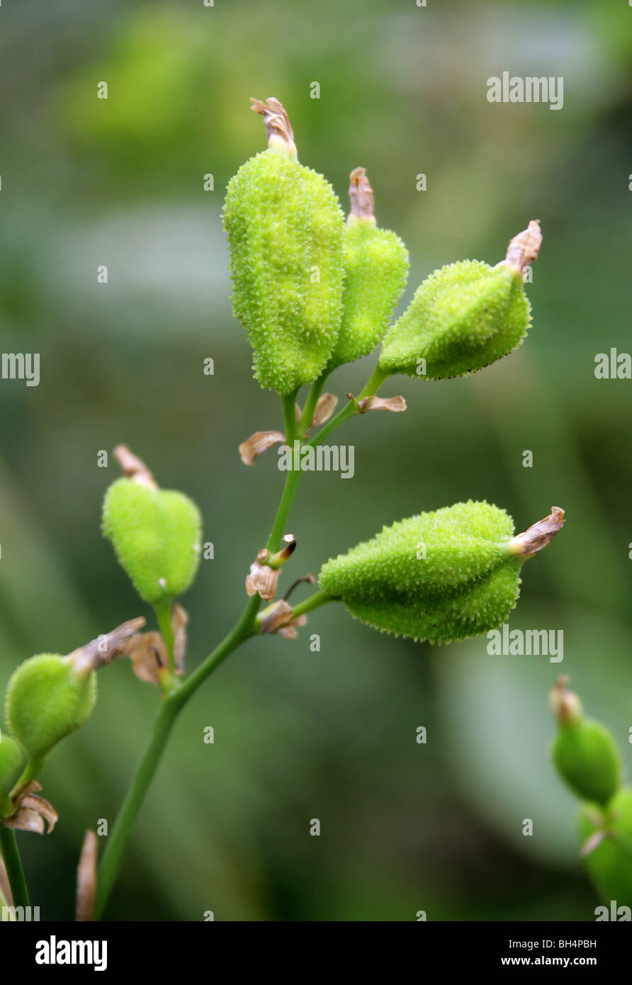 Seed Pods of the Edible Canna Lily, English Shot, Queensland Arrowroot or Achira, Canna indica, Cannaceae.  Tropical America. Stock Photo