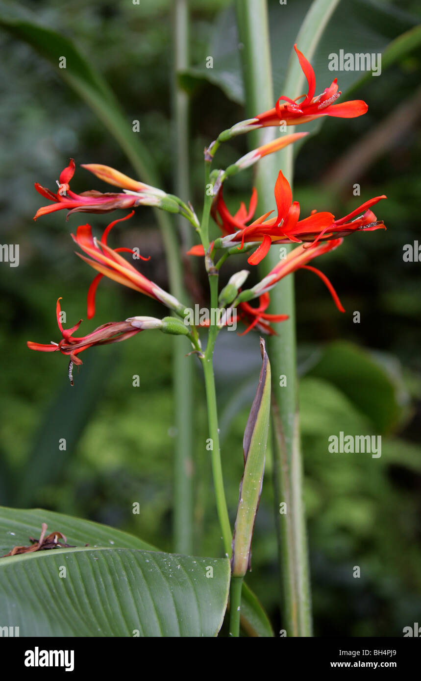 Edible Canna Lily, English Shot, Queensland Arrowroot or Achira, Canna