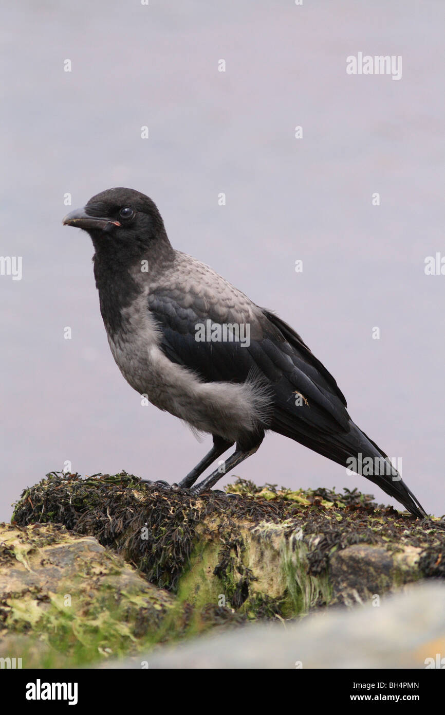 Juvenile hooded crow (Corvus cornix) on beach at Dornoch Firth Stock