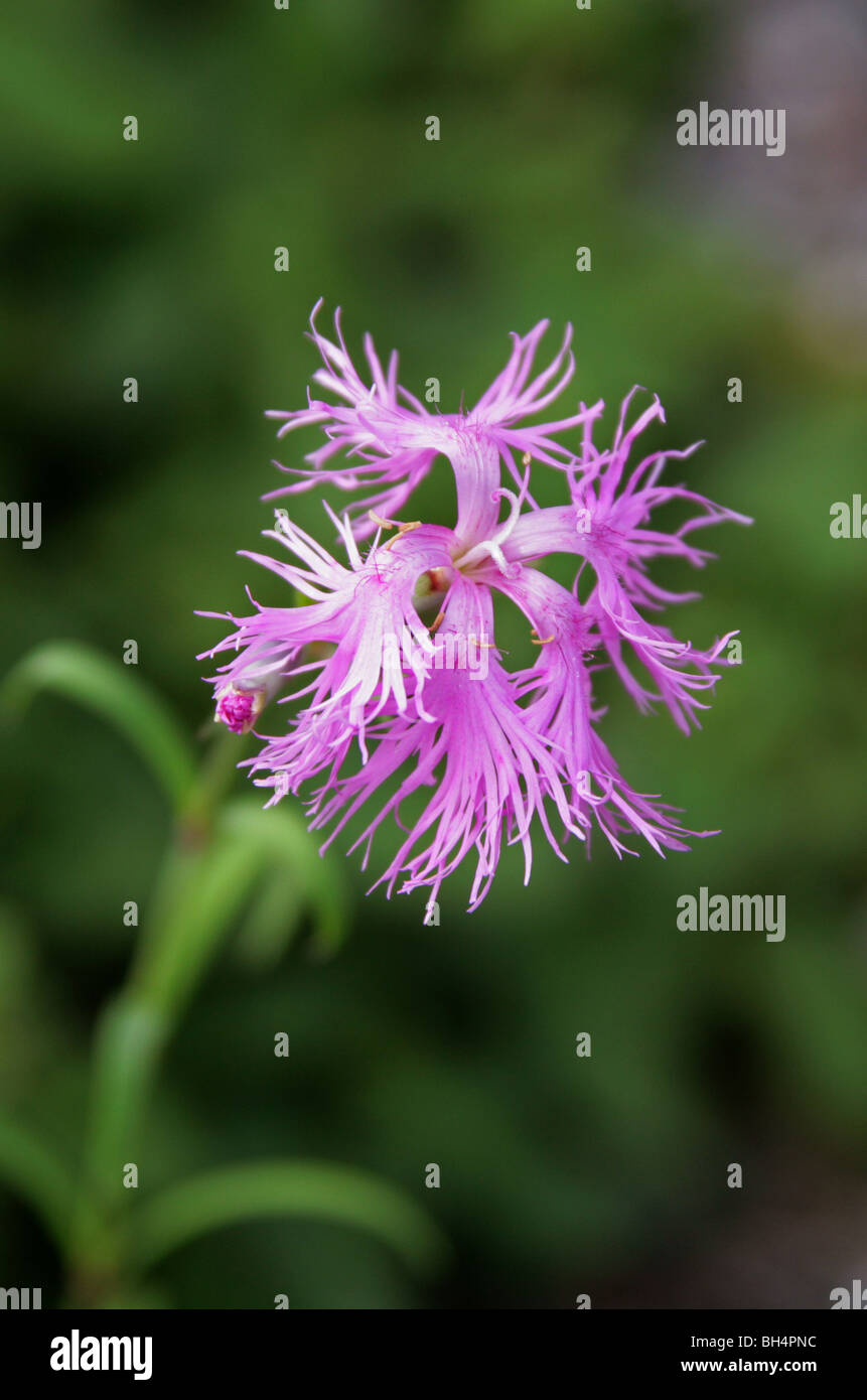 Dianthus longicalyx, Caryophyllaceae, Eastern Asia Stock Photo